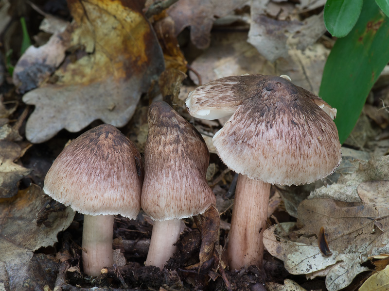 Inocybe adaequata